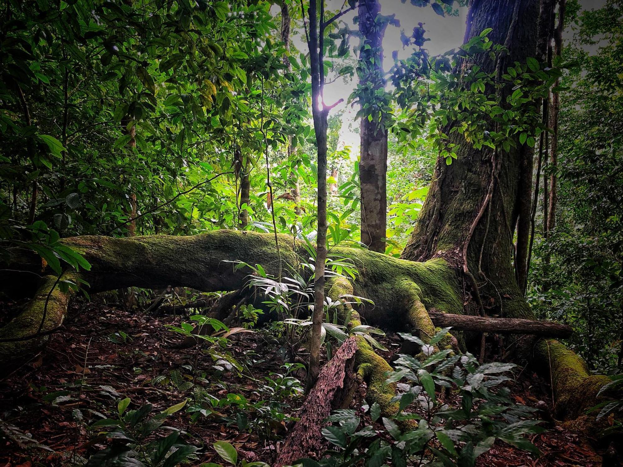 Puerto Jiménez El Remanso Rainforest Lodge מראה חיצוני תמונה